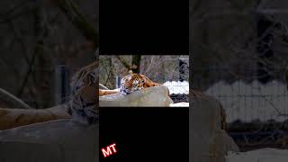 Willld Siberian tiger resting on a RockPrecious footage caught on camera wildanimals [upl. by Teerprah]