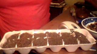 HOW TO GROW GRAVIOLA  GUANABANA PLANT [upl. by Ardnued658]