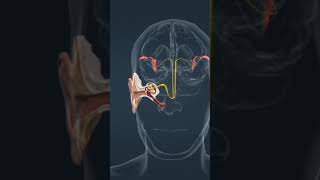 biologyEar ossicles chemistry physics pharmacy pharmacist viralshort music [upl. by Anilah]