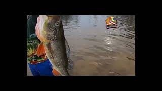 Brazilian Peacock Bass Paca caught on the Fly on shallow water [upl. by August]