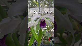 cattleya purpurata [upl. by Gilburt923]