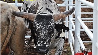 Bucking Bulls with Bucking Dummy [upl. by Madalyn611]