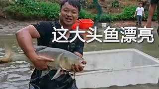 200元包下奶奶壹口魚塘，這魚還挺大 [upl. by Dionne]