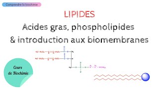 LIPIDES  Acides gras Phospholipides et Membranes biologiques  Biochimie Facile [upl. by Sualkcin905]