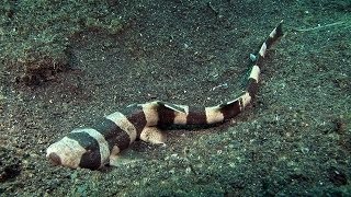 Mucky Secrets  Part 4  Stingrays amp Sharks  Lembeh Strait [upl. by Dovev]