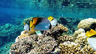 red sea chaetodon auriga [upl. by Daron]