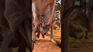 Kangaroo 🦘 Want To Enter The Pouch allah kangaroo shorts [upl. by Haran554]