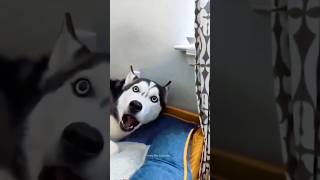 Huskies are pro at saying NO🤣 The Most Dramatic Huskies  Normal dogs vs Huskies 🤣 husky shorts [upl. by Aniras]