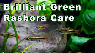 Brilliant Green Rasbora Care The Ultimate Schooling Fish [upl. by Aleunamme293]