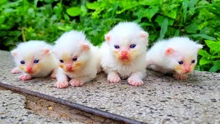 Homeless kittens crying out loud for Mother cat [upl. by Oirevas]