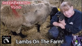 Sheep Farming Vlog Lambs On The Farm [upl. by Aileda]