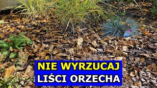 Nie Wyrzucaj Liści Orzecha Jak Wykorzystać Liście Orzecha Włoskiego Ściółkowanie Kompostowanie [upl. by Rizzo762]