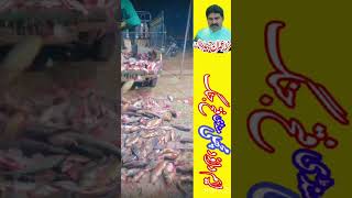 Sard Imran haider m dawood fish machlimusic [upl. by Atinehc979]