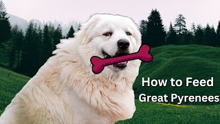 Great Pyrenees Feeding Tips Vital Tips [upl. by Ammadis653]