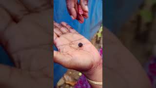 Mulberry harvesting time❤️sruthimolu nature fruit trending [upl. by Landes]