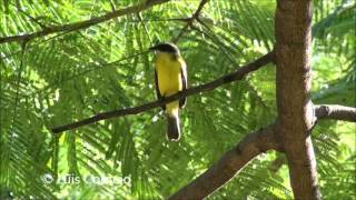 Atrapamoscas Pecho Amarillo  Myiozetetes cayanensis  Rusty margined Flycatcher  TYRANNIDAE [upl. by Damek]