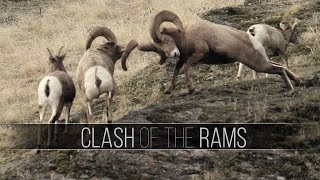 Big Rams Butt Heads Bighorn Sheep Rut Fights Wildlife [upl. by Sirret349]