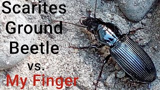 Scarites Ground Beetle bite test [upl. by Parthenia]