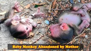 Mother monkey always abandons baby monkey the ending is so tragic [upl. by Niple]