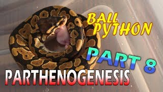 Ball Python Parthenogenesis Part 8 Feeding Time [upl. by Schnell148]