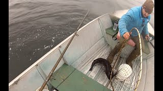 Another great day lingcod fishing in Puget Sound quotMay 4th 2024quot [upl. by Yenolem]