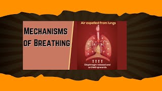 Mechanism of Breathing part 4 biologyhumanbody mechanismofbreathing respiratorysystem education [upl. by Badger]