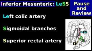 Inferior Mesenteric Artery Easy Anatomy Mnemonic Tutorial Branches colic sigmoid rectal [upl. by Atikim]