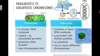 Prokaryotic vs Eukaryotic Chromosomes 2016 IB Biology [upl. by Aronas]