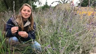 Perovskia atriplicifolia Russian Sage [upl. by Maryanna]