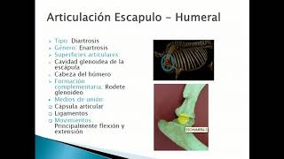 Anatomía veterinaria Articulación escapulohumeral [upl. by Tnecniv]