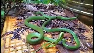 西喜馬拉雅地區近日全新的蛇類命名為（DiCaprios Himalayan snake，學名：Anguiculus dicaprioi）單身黃金貴公子Leonardo DiCaprio落落長 [upl. by Bollen494]