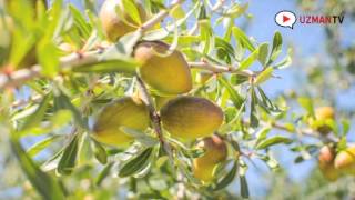 ARGAN YAĞI NEDİR NASIL ELDE EDİLİR FAYDALARI NELERDİR [upl. by Mcneely]