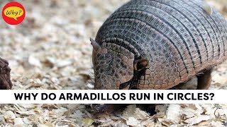 why do armadillos run in circles  Fascinating facts 36  Why Things Happen [upl. by Jill]