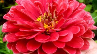 Harvesting Zinnia Seeds  Shorts [upl. by Elatsyrk]