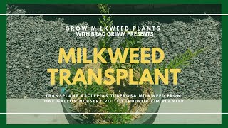 Transplant asclepias tuberosa milkweed from one gallon nursery pot to TruDrop Rim Planter [upl. by Truda]