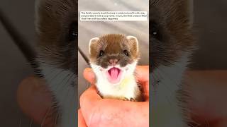 This family saved a stoat that was in need nurtured it with care animals cute [upl. by Hartzell]