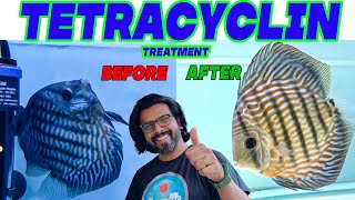 Tetracycline Treatment for Fish A Comprehensive Guide to Medicating Aquarium Fish [upl. by Denni706]