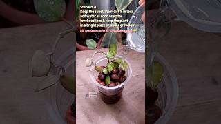 Repotting A Root Damaged Indoor Plant  Hoya Krohniana Black [upl. by Bazar]