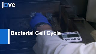 Synchronization Caulobacter Crescentus For Investigation Of Bacterial Cell Cycle l Protocol Preview [upl. by Lilas]