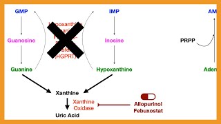 Purine Salvage Pathway [upl. by Frederique]