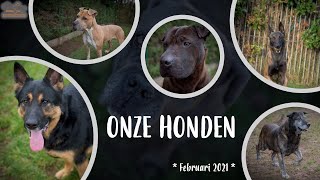 Dierenasiel Tienen  Onze honden [upl. by Ainav350]