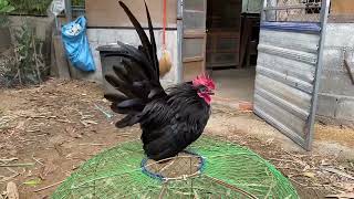 japanese bantam chickens  japanese bantam rooster 🐓  black japanese bantam rooster 🐓 [upl. by Deeann]