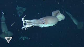 Decoding the secret language of Humboldt squid [upl. by Hermy347]