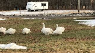 Sebastopol Geese How to tell Goose from Gander [upl. by Othilie]