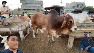 MANDI DIARIES MANDI SEASON SHURU VLOG02 SUBSCRIBELIKESHARE [upl. by Eanwahs]