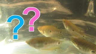 How To Tell Male and Female Gouramis Apart for Blue Gold Three Spot and Opaline Gouramis [upl. by Letch]