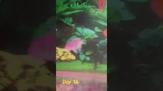 day 14 demasoni fish 🐟 youtubeshorts fishaquarium aquariam [upl. by Julianna]