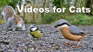 Videos for Kittens and Cats to Watch  Birds and Squirrels on The Ground [upl. by Gamal]