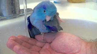 Pacific Parrotlet Bird Bath in the sink [upl. by Bamford]