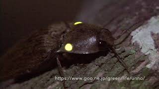 ヒカリコメツキ HEADLIGHT BEETLE PYROPHORUS SP [upl. by Adnuahs885]